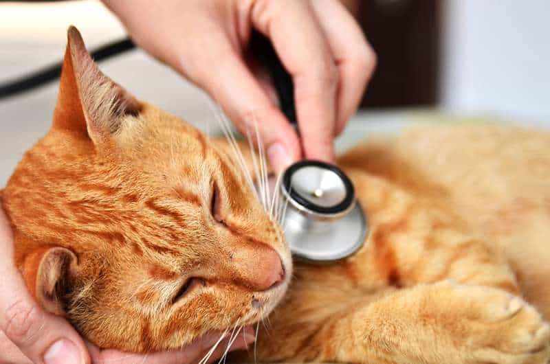 veterinarian examining kitten